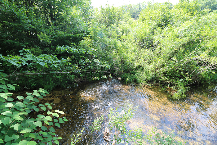 Saco River runs through out property